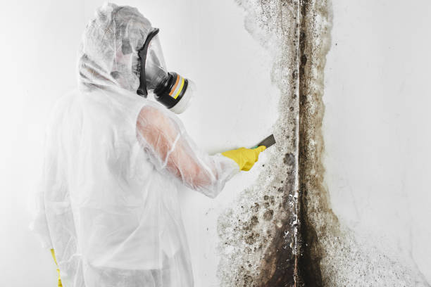Best Commercial Mold Removal  in Langley, SC