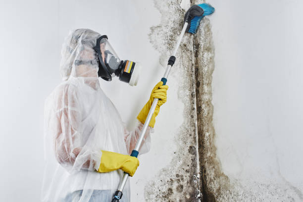 Best Office Mold Removal Services  in Langley, SC