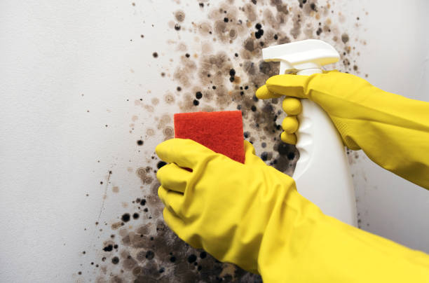 Best Certified Mold Removal  in Langley, SC