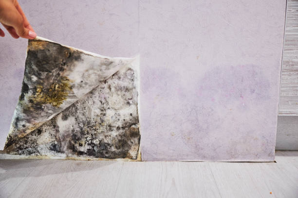 Best Residential Mold Removal  in Langley, SC